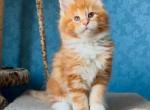 Hutch - Maine Coon Cat For Sale - Brooklyn&comma; NY&comma; US