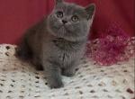 Milashka - Scottish Straight Cat For Sale - Brooklyn&comma; NY&comma; US