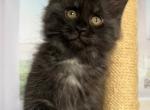 Oriana - Maine Coon Cat For Sale - Brooklyn&comma; NY&comma; US