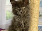 Ornella - Maine Coon Cat For Sale - Brooklyn&comma; NY&comma; US
