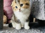 Diesel - Scottish Fold Cat For Sale - WI&comma; US