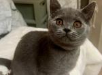 Lisa - Scottish Straight Cat For Sale - New York&comma; NY&comma; US
