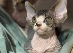 Cesar - Devon Rex Cat For Sale - Philadelphia&comma; PA&comma; US