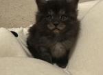 Dark smoke grey - Maine Coon Cat For Sale - Chapel Hill&comma; NC&comma; US