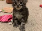 Dark tabby male - Maine Coon Cat For Sale - Chapel Hill&comma; NC&comma; US