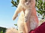Polydactyl Male - Maine Coon Cat For Sale - Jacksonville&comma; FL&comma; US
