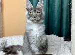 Cleopatra - Maine Coon Cat For Sale - Brighton&comma; CO&comma; US