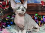 Tiffany - Sphynx Cat For Sale - Pembroke Pines&comma; FL&comma; US