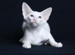 Kokos - Oriental Cat For Sale - Pembroke Pines&comma; FL&comma; US