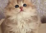 Liza - British Shorthair Cat For Sale - Hollywood&comma; FL&comma; US