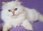 Martin - British Shorthair Cat For Sale - Hollywood&comma; FL&comma; US