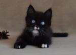 Lazurit - Minskin Cat For Sale - Norwalk&comma; CT&comma; US