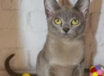 Richy - Burmese Cat For Sale - Miami&comma; FL&comma; US