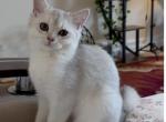Daniel - British Shorthair Cat For Sale - Brooklyn&comma; NY&comma; US