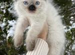Purebred Ragdoll - Ragdoll Cat For Sale - Cookeville&comma; TN&comma; US