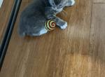 Bobtails kittens - American Bobtail Cat For Sale - Agawam&comma; MA&comma; US