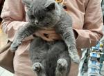 Luba - British Shorthair Cat For Sale - Fort Wayne&comma; IN&comma; US