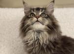 Simba - Maine Coon Cat For Sale - Philadelphia&comma; PA&comma; US