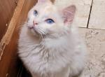 Snow - Ragdoll Cat For Sale - Poplar Grove&comma; IL&comma; US