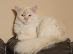 Margo - Ragamuffin Cat For Sale - Poplar Grove&comma; IL&comma; US