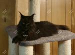 Kekoa - Maine Coon Cat For Sale - 