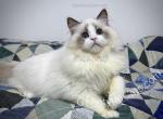 Zipper - Ragdoll Cat For Sale - Tuscaloosa&comma; AL&comma; US