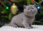 Ziggi - British Shorthair Cat For Sale - Hollywood&comma; FL&comma; US