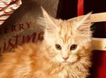 Jack - Maine Coon Cat For Sale - Port Clinton&comma; OH&comma; US