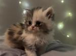 Dilute Calico Persian - Persian Cat For Sale - Dearborn&comma; MI&comma; US
