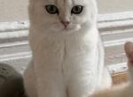 Rosa - British Shorthair Cat For Sale - New York&comma; NY&comma; US