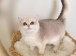 T R A V I S - British Shorthair Cat For Sale - Fontana&comma; CA&comma; US