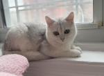 Ronald - British Shorthair Cat For Sale - New York&comma; NY&comma; US