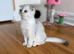 Bruno - Scottish Fold Cat For Sale - Brooklyn&comma; NY&comma; US
