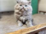 Romchik - British Shorthair Cat For Sale - Brooklyn&comma; NY&comma; US