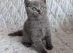 Joy - Scottish Straight Cat For Sale - Brooklyn&comma; NY&comma; US