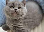 Mars - British Shorthair Cat For Sale - Brooklyn&comma; NY&comma; US