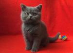 Shantelle - British Shorthair Cat For Sale - Brooklyn&comma; NY&comma; US