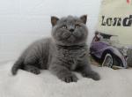 Rosy - Scottish Straight Cat For Sale - Brooklyn&comma; NY&comma; US