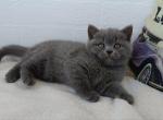 Rosalie - British Shorthair Cat For Sale - Brooklyn&comma; NY&comma; US