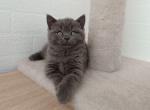 Quill - Scottish Straight Cat For Sale - Brooklyn&comma; NY&comma; US