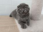 Quincy - Scottish Fold Cat For Sale - Brooklyn&comma; NY&comma; US