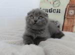 Quentin - Scottish Fold Cat For Sale - Brooklyn&comma; NY&comma; US