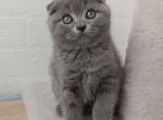 Queen - Scottish Fold Cat For Sale - Brooklyn&comma; NY&comma; US