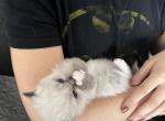 Male Ragdoll Pointed and Mitted Green - Ragdoll Cat For Sale - Central Nyack&comma; NY&comma; US