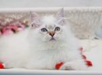 Blue Color point British Longhair girl - British Shorthair Cat For Sale - Spokane&comma; WA&comma; US