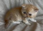 Teddy - Exotic Cat For Sale - Syracuse&comma; NY&comma; US