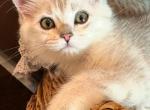 Bengal Scottish Fold Mix - Scottish Fold Cat For Sale - Richmond&comma; TX&comma; US