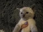 Lilac litter Siamese mix - Siamese Cat For Sale - Leominster&comma; MA&comma; US