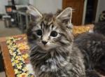 Female Tabby Coat - Maine Coon Cat For Sale - Van Horne&comma; IA&comma; US