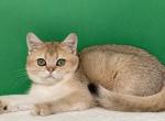 Dolly Scottish Golden - Scottish Straight Cat For Sale - Cathlamet&comma; WA&comma; US